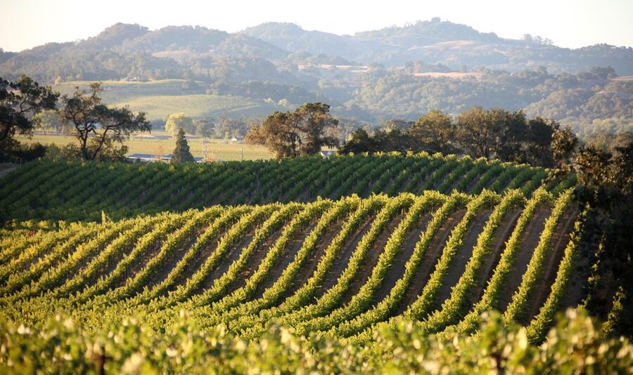 Afternoon: Tour Soap, Olive Oil, Wine Stories of Peza Valley - Key Highlights You Will Care About