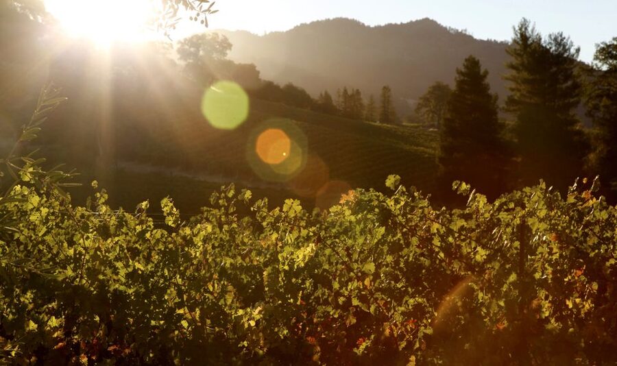 Afternoon: Tour Soap, Olive Oil, Wine Stories of Peza Valley - Politakis Olive Mill, Where Olive Oil Starts as Work