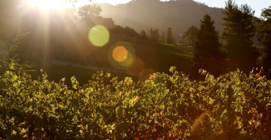 Afternoon: Tour Soap, Olive Oil, Wine Stories of Peza Valley - Stylianou Winery in Kounavoi, Meet the Winemaker and Taste the Grapes