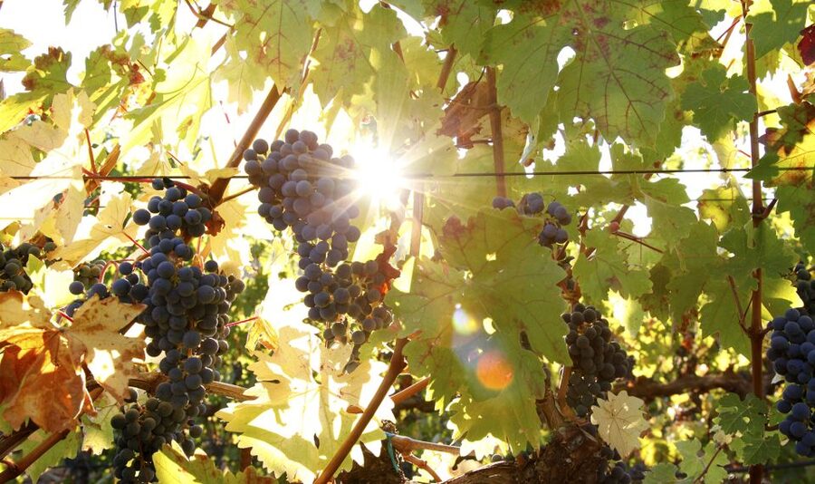 Afternoon: Tour Soap, Olive Oil, Wine Stories of Peza Valley - Peteinos Alianaris Tavern in Peza, Sunset Dinner Atmosphere