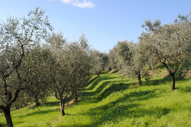 Afternoon Tour: Soap, Olive Oil & Wine Stories of Peza Village - Stop 2: olive mill visit, from harvest to cold extraction