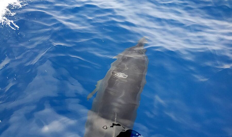 Agia Galini: South Crete Sailing Trip with Optional Lunch - Paximadia Stop: Where Dolphins and Marine Life Take Center Stage