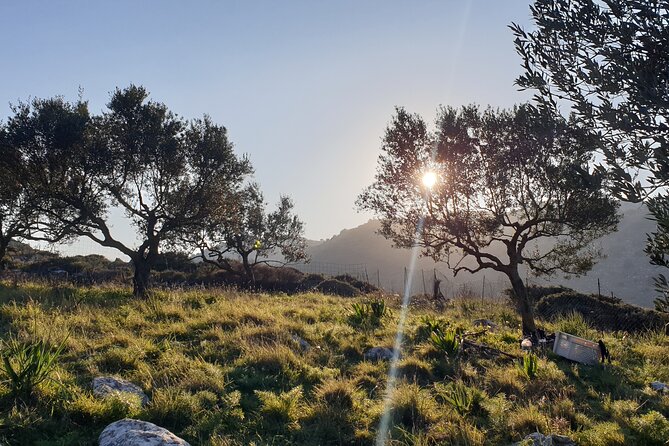 Authentic Olive Oil and Cultural Experience in Crete - Key things to know before you go
