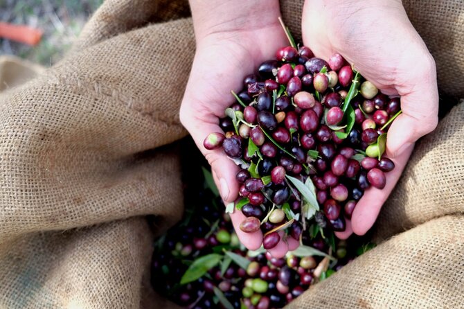 Authentic Olive Oil and Wine Tasting Experience in Chania - Key Highlights You Will Care About