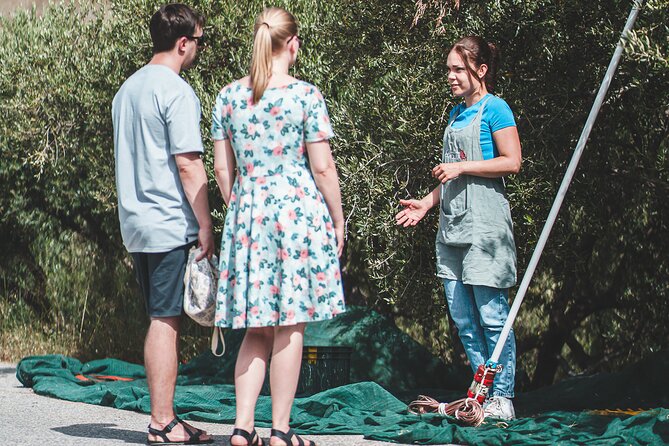 Authentic Olive Oil and Wine Tasting Experience in Chania - The Vouves Olive Tree Stop, Short Visit, Big Context