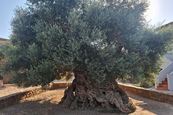 Authentic Olive Oil and Wine Tasting Experience in Chania - English Guide, Private Format, and the Feel of a Real Family Day