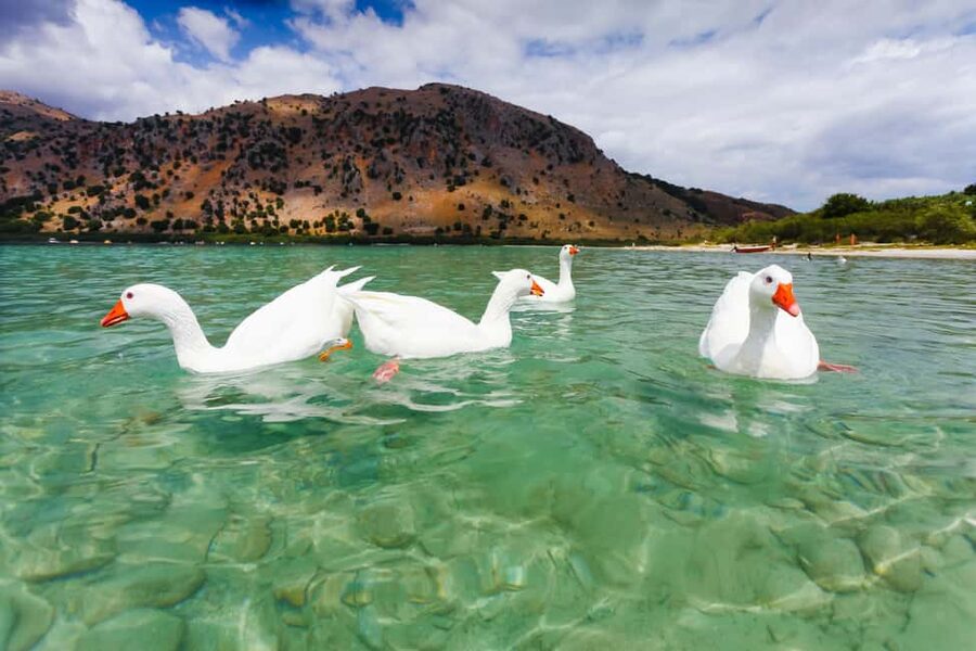 Best of Chania Sights & Lake Kournas Full Day Private Tour - Lake Kournas: the calm, nature-focused finale (about 2 hours)