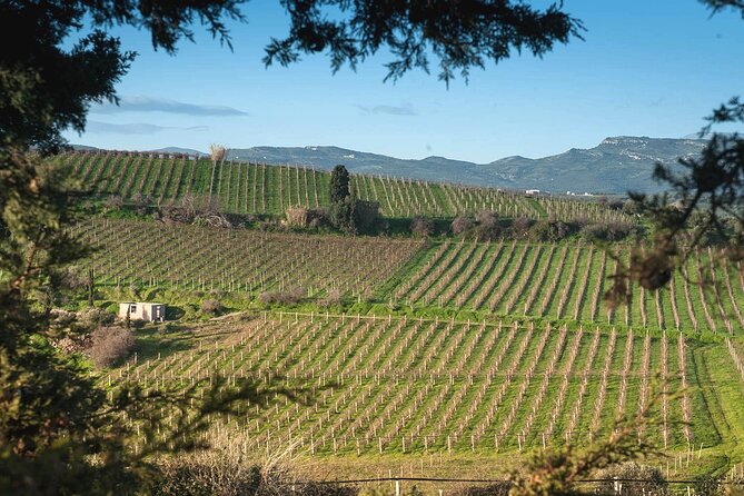 Best Wines of Crete: Wine Tasting Tour & traditional Lunch - What to Know Before You Go (So You Enjoy Every Stop)