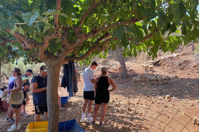 Chania Area: Cooking Class at a Farm in Stylos Village (organic) - From herb garden supplies to the lunch prep stations