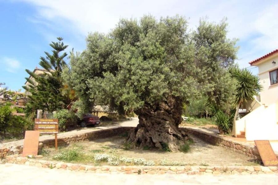 Chania Area: Food Tasting Tour with Winery Visit - The wood-oven bakery stop: rusks, bread, and the smell test
