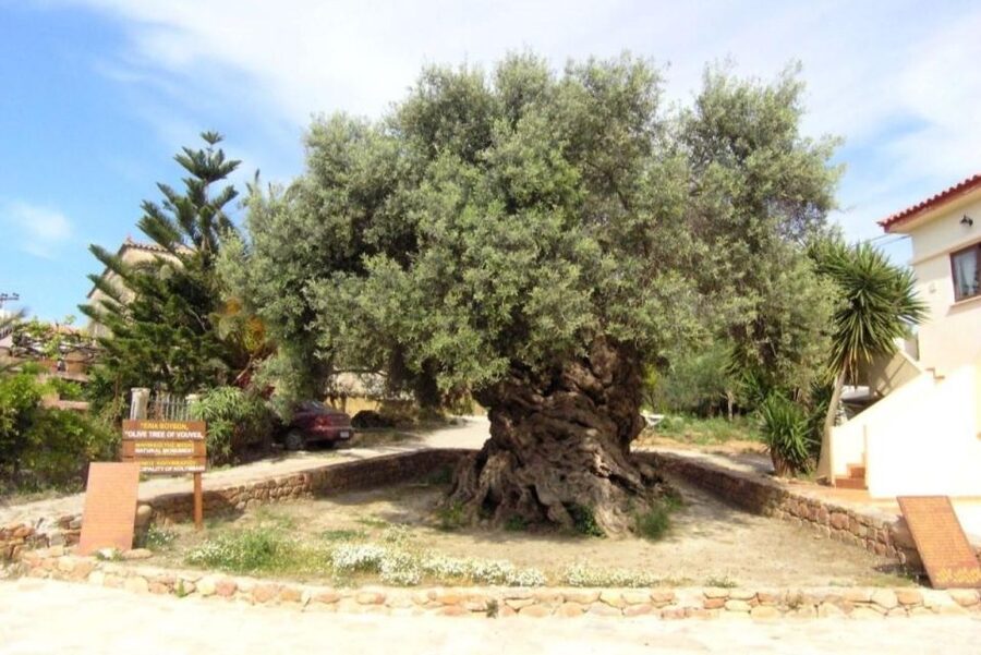 Chania Area: Food Tasting Tour with Winery Visit - Pnevmatikakis Winery in Kissamos: family-run, with a real tasting experience