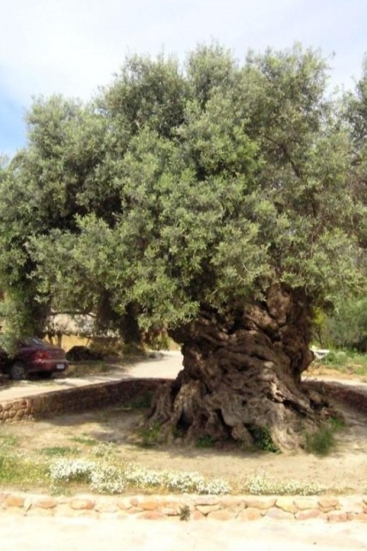 Chania Area: Food Tasting Tour with Winery Visit - Should you book it?