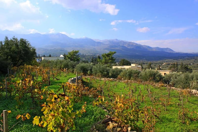 Chania: Cretan Wine, Olive Oil & Cooking Workshop - Price and Logistics: the real trade-off at $471 per person