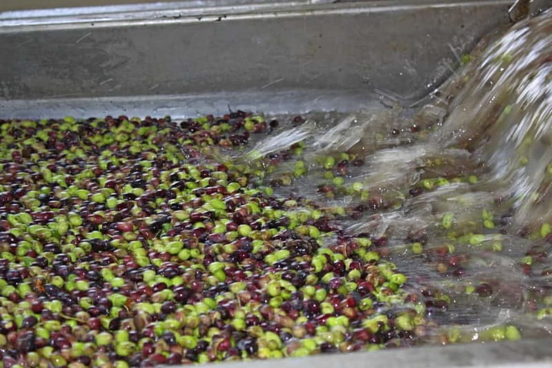 Chania: Cretan Wine, Olive Oil & Cooking Workshop - How long is 8 hours, and how to plan your day in Chania