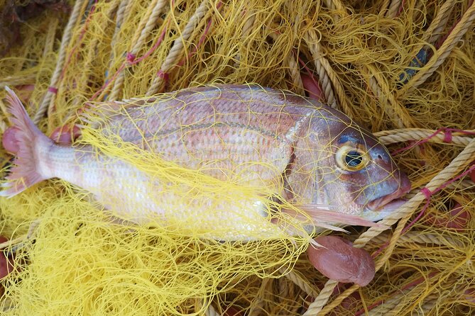 Chania Fishing with Nets Catch and Cook with a Local Fisherman - Who should book this, and who should skip it