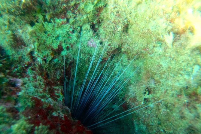 Chania Guided Snorkeling and Boat Excursion - First snorkeling spot: clear views, fish focus, and a calmer start