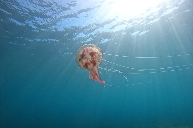 Chania Guided Snorkeling and Boat Excursion - Second spot: a chance for caves, more fish, and easier confidence