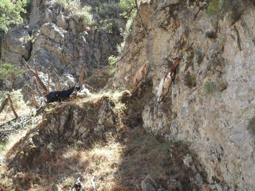 Chania: Imbros Gorge and Libyan Sea Day Tour - Komitades to Chora Sfakion, the easy reset between activities