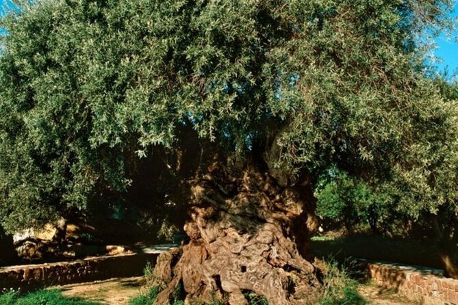 Chania Luxuries: Secrets of Wine and Olive Oil Tastings - The Vouves Olive Tree stop: touching a 3,000-year survivor