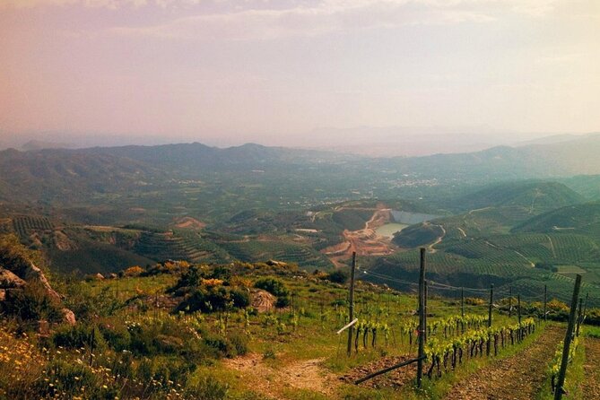 Chania Luxuries: Secrets of Wine and Olive Oil Tastings - Who should book this tour, and who should skip it