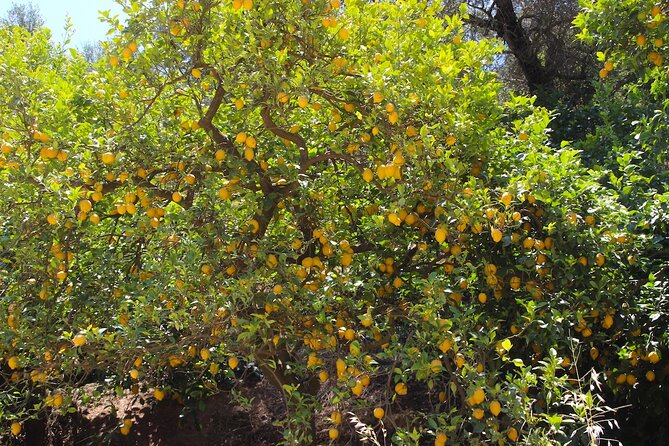 Chania Nature & Villages, White Mountains & Unique Cretan Lunch - Kirtomados Organic Avocado Farm Visit