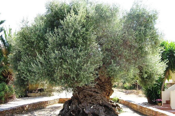 Chania Old Town - Millennial Olive Tree - Olive Oil Mill - Chania Old Town with a private guide, not a crowd timer