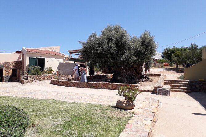 Chania Old Town - Millennial Olive Tree - Olive Oil Mill - How the guide makes the whole day connect (Tatiana factor)