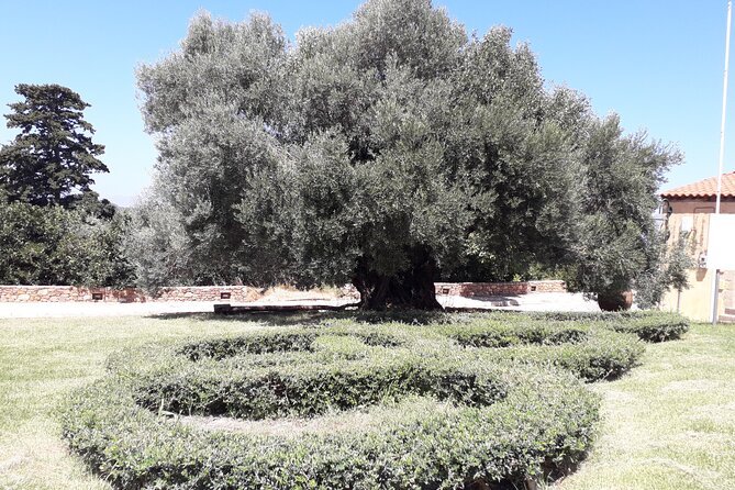 Chania Old Town - Millennial Olive Tree - Olive Oil Mill - What to bring, and how to set yourself up for a comfortable day