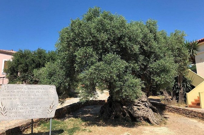 Chania Private Olive Oil Factory and Brewery Tour with Meal - Small Planning Tips So Your Day Goes Smooth