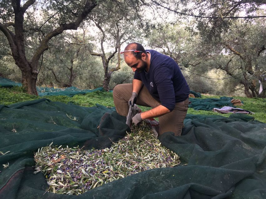 Chania Private Olive Oil Tour: Oil Tasting & Villages Tour - The Grove Visit: Varieties, Farming Choices, and the Stuff Behind the Flavor
