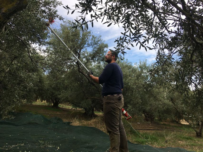 Chania Private Olive Oil Tour: Oil Tasting & Villages Tour - Modern Factory Walkthrough and Extra Virgin Olive Oil Tasting