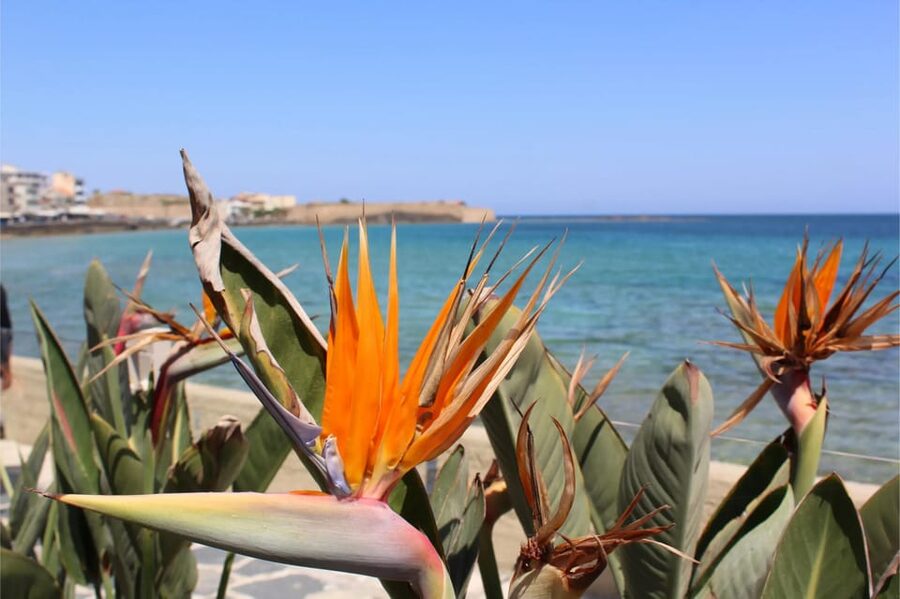 Chania: Private Walking Tour: History, Sights, Food & Senses - Key things to know before you go
