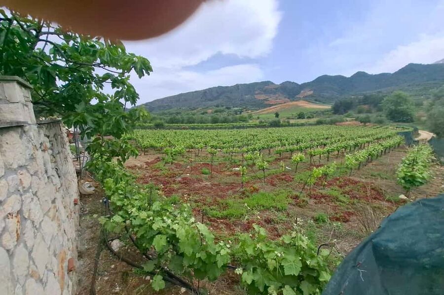 Chania Private Wine Tasting Tour & Theriso Village Visit - What a private driver-guide does for your day