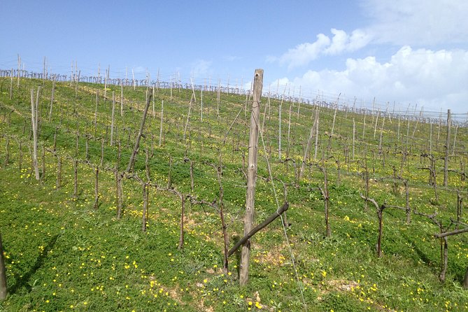 Chania Shore Excursion Off Road Vineyard and Winery Tour Half Day - Off-Road Vineyard Day on Crete: The Big Picture