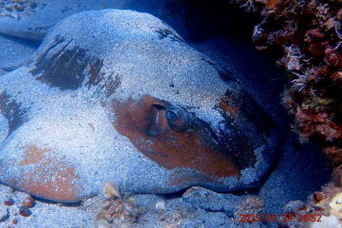 Chania Snorkeling Trip | From The Boat - Should you book the Chania snorkeling trip from the boat?