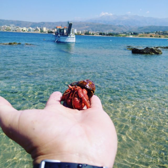 Chania Town: Glass-Bottom Boat Cruise to Thodorou & Lazareta - How the Glass-Bottom Boat Turns Underwater Life Into a Show