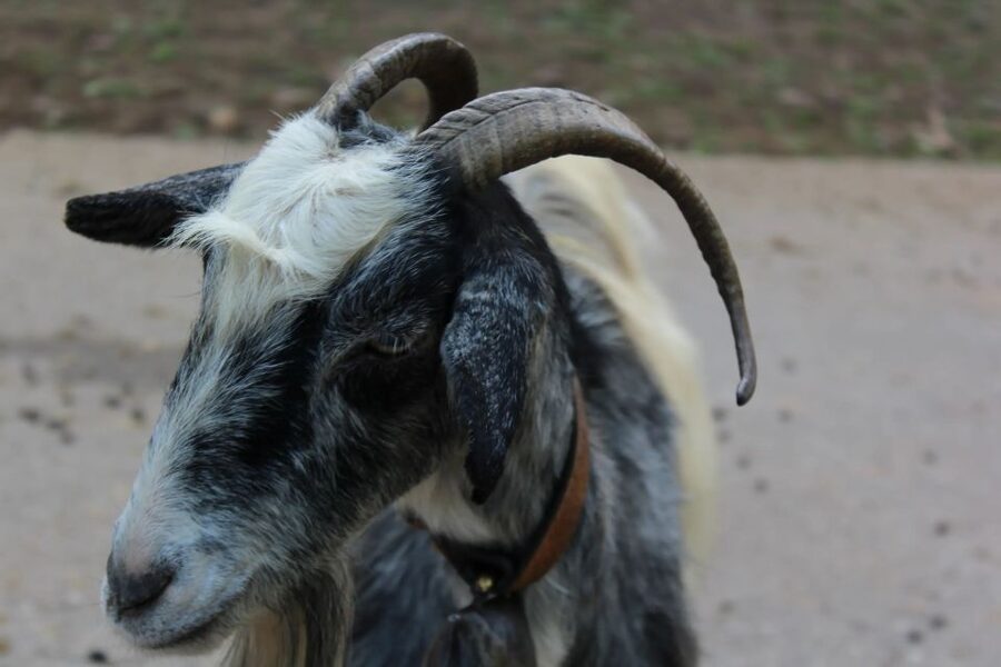 Chania Villages Private Tour: Explore the Authentic Crete! - Riverside Flavors: Organic Sheep Yogurt, Cretan Honey, and Honeyed Comfort