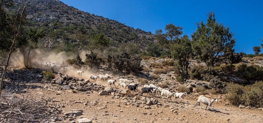 Chania: White Mountains Safari Tour with Lunch and Tastings - Anoskeli olive mill and winery: 5 wines plus olive oil tastings