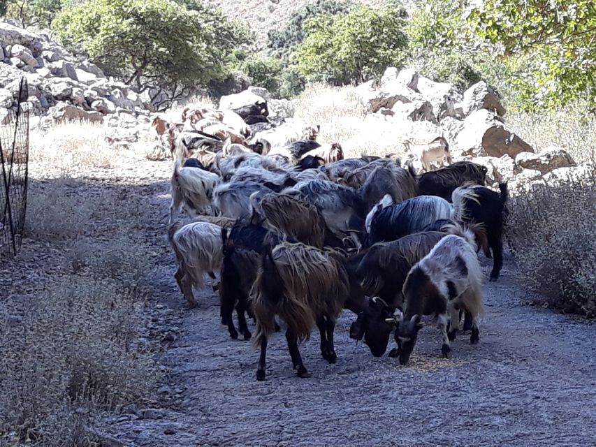 Chania: White Mountains Safari Tour with Lunch and Tastings - Lunch at Samaria Gorge entrance with a view of Pachnes
