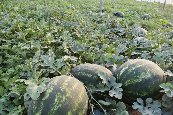 Cretan Farm Tour with Cheese-Making, Olive Oil Tasting & Picnic - Raki and Homemade Drinks: What to Expect and How to Plan