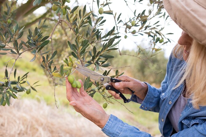 Cretan Wines & Olive oil tour - The treasures of Crete - Who should book this tour, and who should reconsider