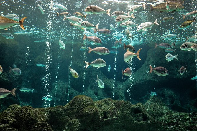 CRETAquarium Entrance Ticket in Crete - Audio guide versus reading signs: how to choose your mode