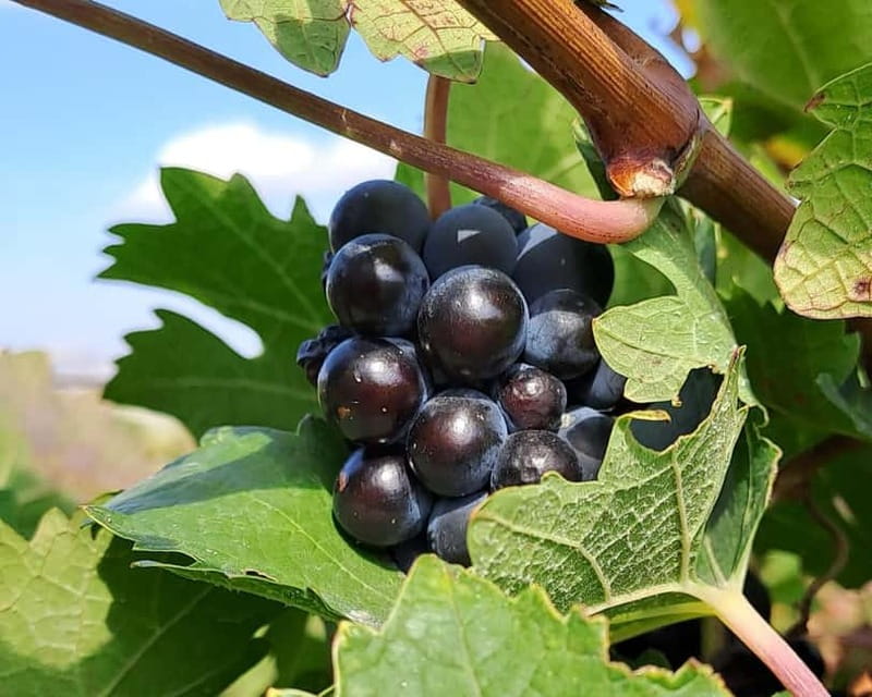 Crete: 2 Wineries Private Tour with Wine Tasting & Lunch - A full Crete taste day, not just a quick wine stop