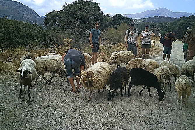 Crete 5-Hour Quad Safari Experience - Stop 1 in Sissi: traditional bites and the 800-year-old oak photo