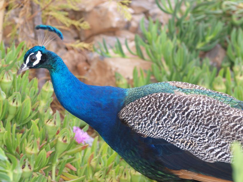 Crete: Agios Nikolaos, Kritsa and Amazonas Park Day Trip - What logistics matter on this day trip (and how to handle them)