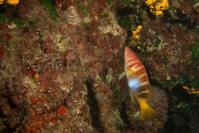 Crete-Chania: Snorkeling & Scuba Dive for Beginners by Boat - Equipment, Wetsuits, and Underwater Photos That Actually Help