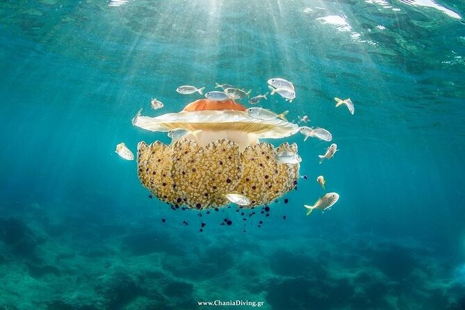 Crete-Chania: Snorkeling & Scuba Dive for Beginners by Boat - What the Sea Conditions Mean for Your Schedule