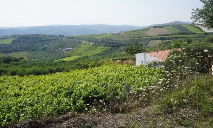 Crete: Full-Day Cretan Wines, Olive Oil, Raki and Food Tour - Raki distillery tour on an ancient wine press, then the flavored fun