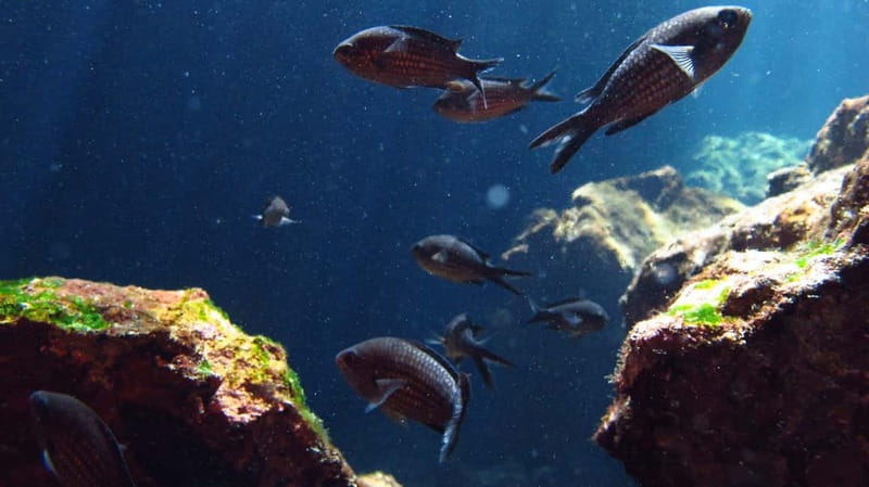 Crete: Guided Diving Experience for Certified Divers - Rules for the water: how to keep it safe and respectful