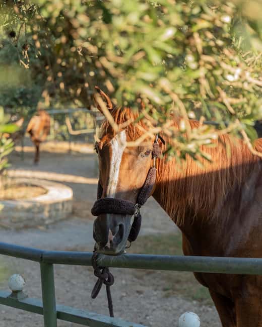 Crete Horse Riding: East Coastline Ride - Who should book this East Coastline horse ride